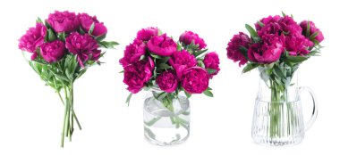 Beyaz renkli parlak şakayıklar, set. Bahar çiçeği