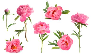 Beyaz üzerine izole edilmiş pembe şakayıklar, set. Bahar çiçeği