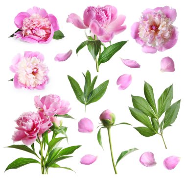 Beyaz sette izole edilmiş güzel şakayıklar. Bahar çiçeği