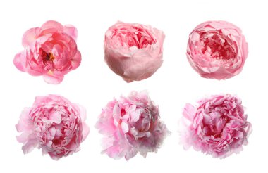 Beyaz renkli parlak şakayıklar, set. Bahar çiçeği