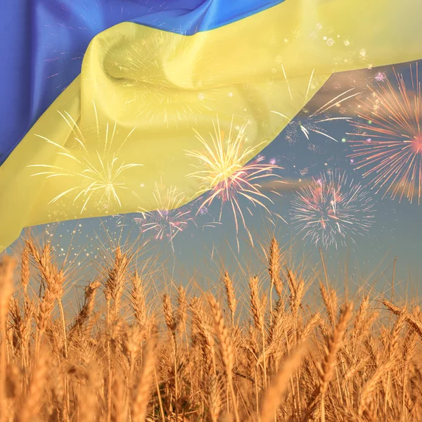 Ukrayna bayrağı ve buğday tarlasının üstünde havai fişekler. Ulusal bayram kutlaması