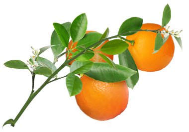 Portakallı, yeşil yapraklı ve çiçekli turunçgiller beyaz üzerine izole edilmiş.