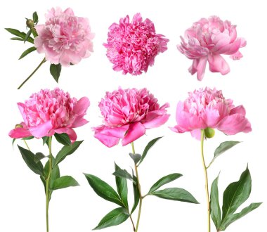 Beyaz üzerine izole edilmiş pembe şakayıklar, set. Bahar çiçeği