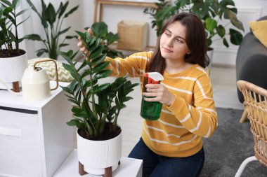 Bir kadın güzel saksı bitkisini suyla ıslatıyor.