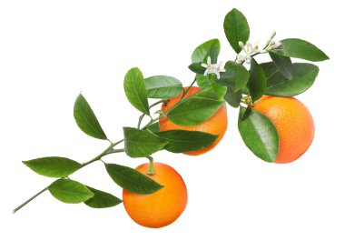 Portakallı, yeşil yapraklı ve çiçekli turunçgiller beyaz üzerine izole edilmiş.