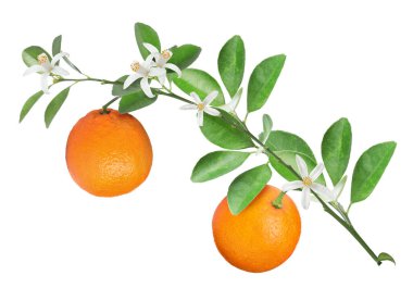 Beyaz arka planda yeşil yapraklı ve çiçekli dallardan sarkan portakallar. Citrus bitkisi