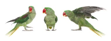 Parlak yeşil Alexandrine Papağanı beyaz sette izole edilmiş.