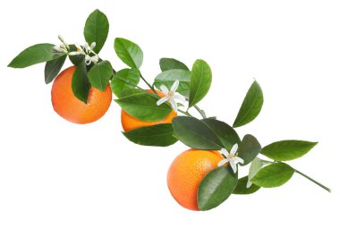 Portakallı, yeşil yapraklı ve çiçekli turunçgiller beyaz üzerine izole edilmiş.