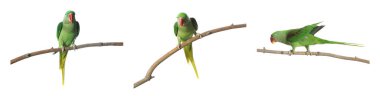 Parlak yeşil Alexandrine Papağanı beyaz arkaplana karşı dalda, set