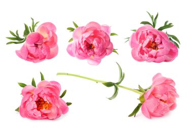 Beyaz üzerine izole edilmiş pembe şakayıklar, set. Bahar çiçeği