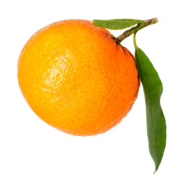 Beyaz yapraklı olgun mandalina.