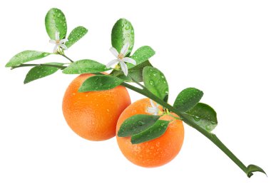 Beyaz arka planda yeşil yapraklı ve çiçekli dallardan sarkan portakallar. Citrus bitkisi