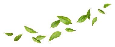 Beyaz arka planda yeşil çay yaprakları uçuşuyor.