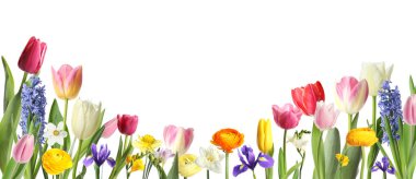 Beyaz arka planda açan bahar çiçekleri. Pankart tasarımı