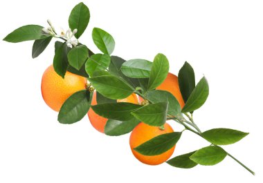 Portakallı, yeşil yapraklı ve çiçekli turunçgiller beyaz üzerine izole edilmiş.