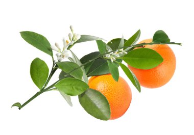 Turunçgillerdeki yeşil yapraklı portakallar ve beyaz arka planda çiçekler