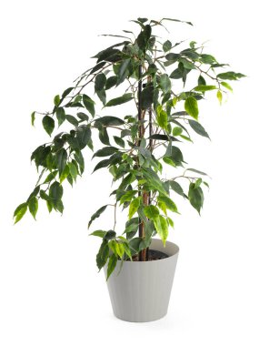 Güzel saksı bitkisi beyaza izole edilmiş.