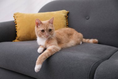 Evdeki kanepede yatan sevimli kızıl kedi.