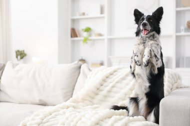 Evdeki kanepede sevimli Border Collie köpeği. Metin için boşluk