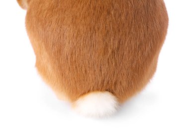 Şirin tüylü Paskalya tavşanı, beyaz tenli, yakın plan.