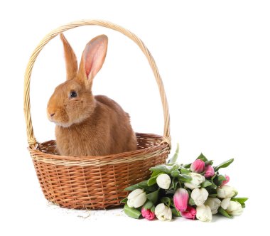 Paskalya sepetinde sevimli tüylü tavşan ve beyaz üzerinde izole edilmiş çiçek buketi