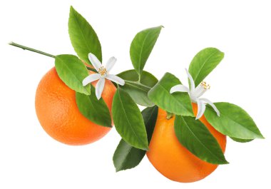 Portakallı, yeşil yapraklı ve çiçekli turunçgiller beyaz üzerine izole edilmiş.