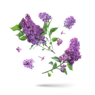 Beyaz arka planda uçuşan mor leylak. Havada çiçek açan dallar.