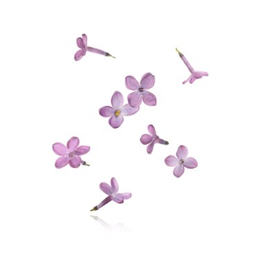 Beyaz arka planda havada uçuşan leylak çiçekleri