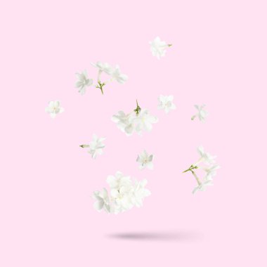 Pembe arka planda havada uçuşan beyaz leylak çiçekleri