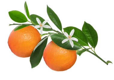 Beyaz arka planda yeşil yapraklı ve çiçekli dallardan sarkan portakallar. Citrus bitkisi