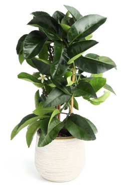 Bir saksı limon ağacı beyaza izole edilmiş.