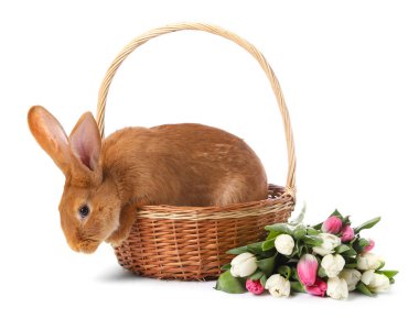 Paskalya sepetinde sevimli tüylü tavşan ve beyaz üzerinde izole edilmiş çiçek buketi