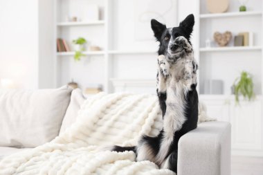 Evdeki kanepede sevimli Border Collie köpeği. Metin için boşluk