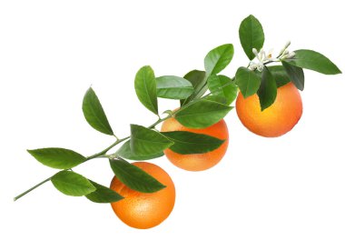 Portakallı, yeşil yapraklı ve çiçekli turunçgiller beyaz üzerine izole edilmiş.