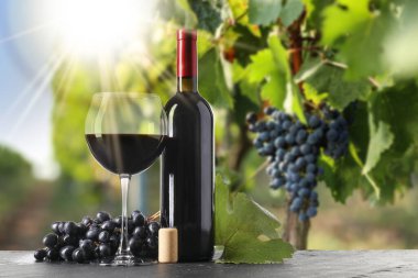 Şarap ve taze üzümler masada. Üzüm bağında cam ve şişe