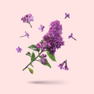 Pembe arka planda uçuşan mor leylak. Havada çiçekli dallar