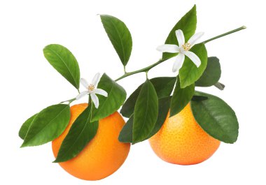 Turunçgillerdeki yeşil yapraklı portakallar ve beyaz arka planda çiçekler