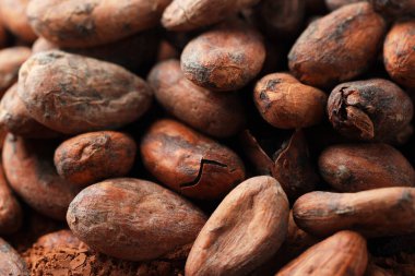 Arka plan olarak pek çok doğal kakao çekirdeği, yakın plan