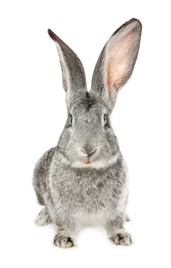 Beyaz tüylü şirin Paskalya tavşanı.