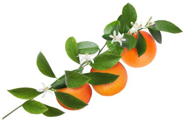 Portakallı, yeşil yapraklı ve çiçekli turunçgiller beyaz üzerine izole edilmiş.