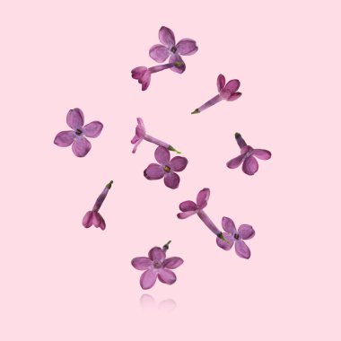 Pembe arka planda havada leylak. Mor çiçekler uçuşuyor.