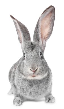 Beyaz tüylü şirin Paskalya tavşanı.