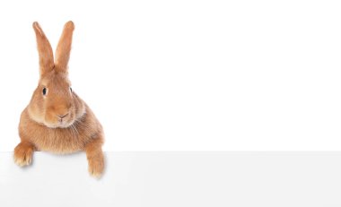 Beyaz tüylü şirin Paskalya tavşanı.