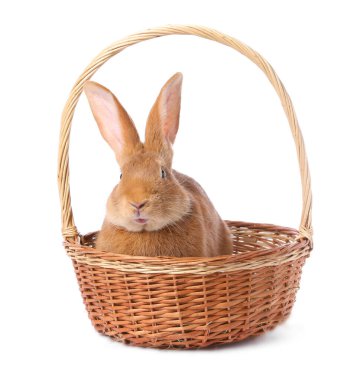 Paskalya sepetindeki sevimli tüylü tavşan beyazı izole etmiş.