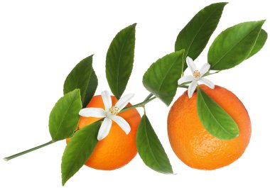 Portakallı, yeşil yapraklı ve çiçekli turunçgiller beyaz üzerine izole edilmiş.