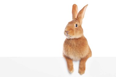 Beyaz tüylü şirin Paskalya tavşanı.