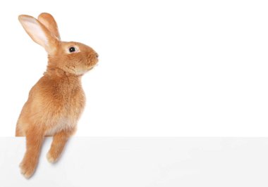 Beyaz tüylü şirin Paskalya tavşanı.