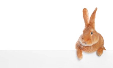 Beyaz tüylü şirin Paskalya tavşanı.