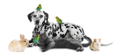 Beyaz arka planda bir grup sevimli hayvan. Papağanlar, köpekler, kediler, tavşanlar ve kobaylar