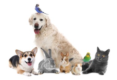 Beyaz arka planda bir grup sevimli hayvan. Papağanlar, köpekler, kedi, tavşan, tavşan ve kobay